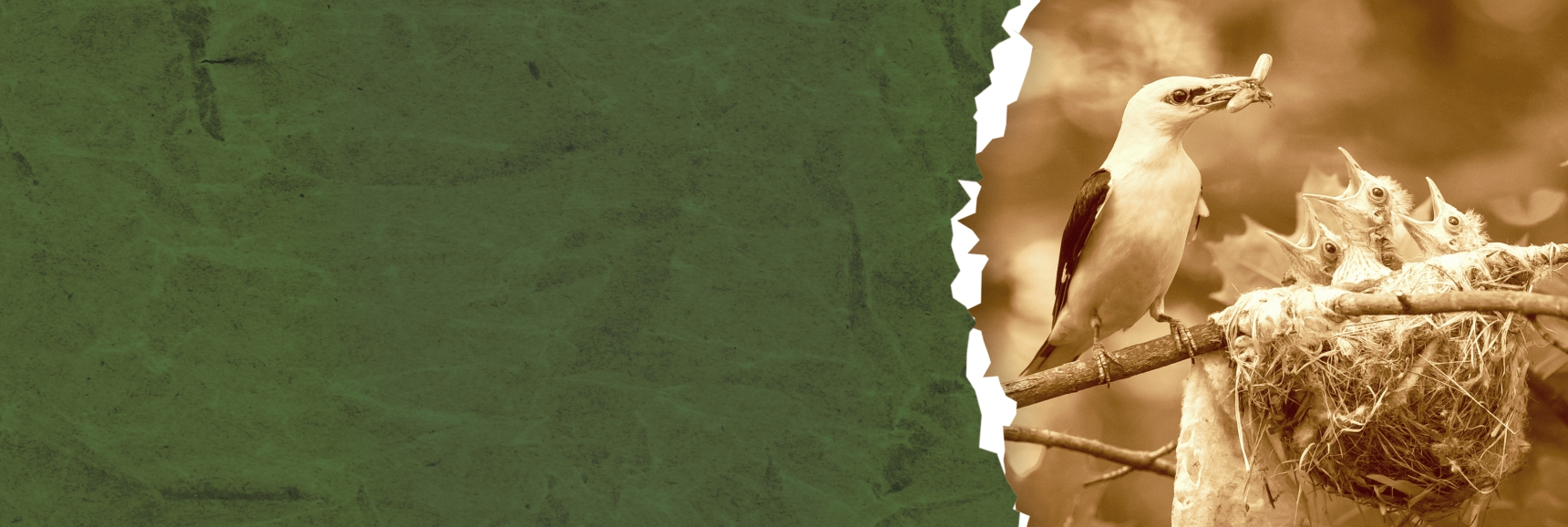 «Тайная жизнь фотографа дикой природы» Театрально-концертное агентство "Звёздный дождь"